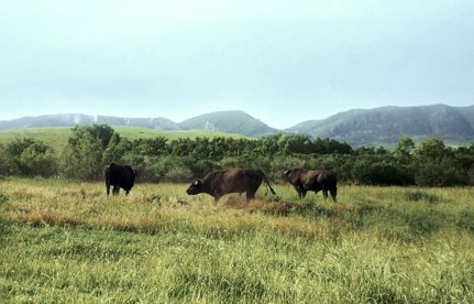  Great Gardens: Ford Ranch