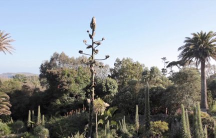 Great Gardens: Fantasy Island