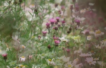  Great Gardens: Arthur Parkinson